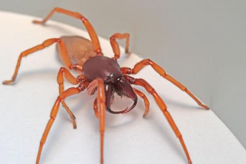 Dysdera crocata